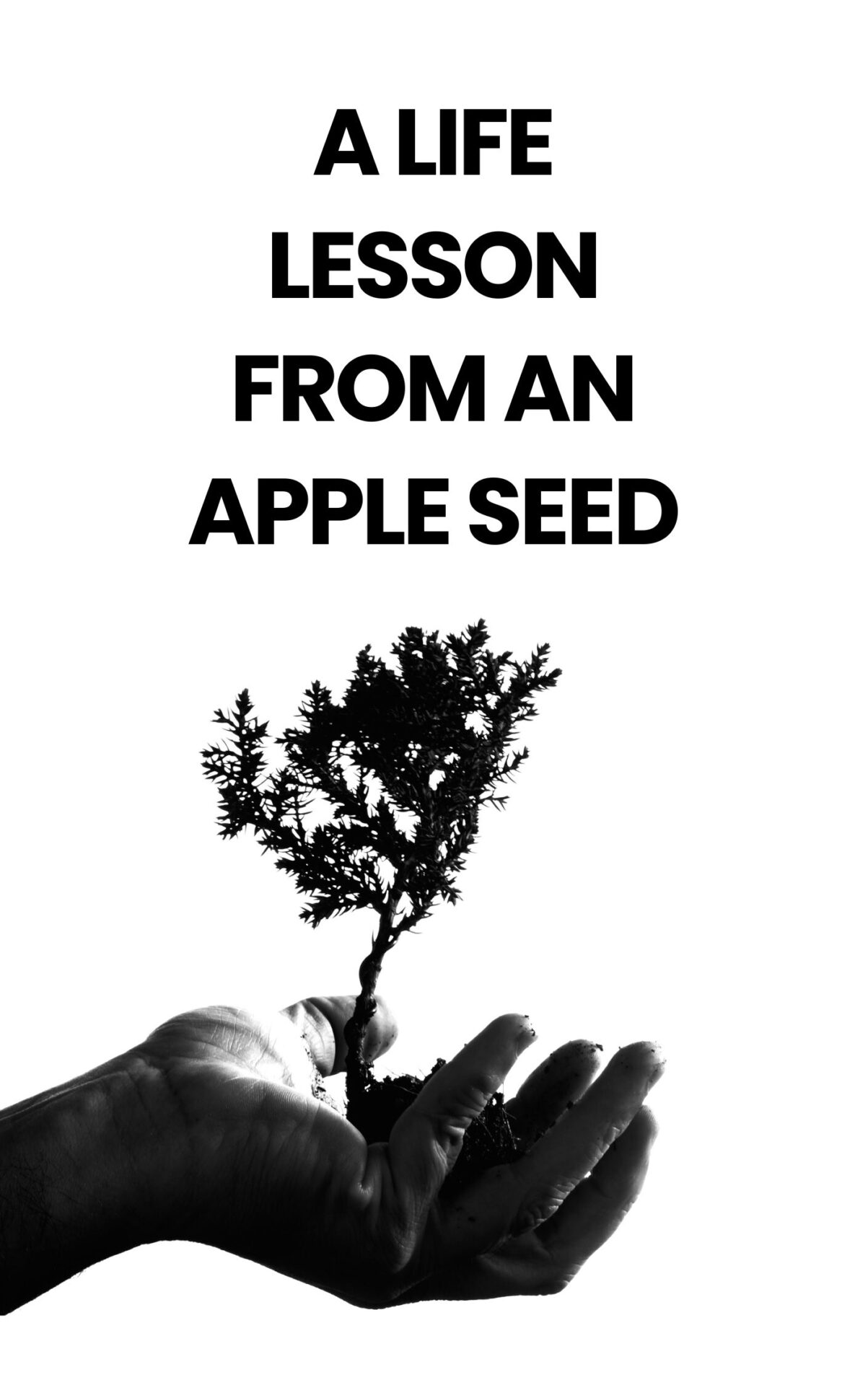 a Life Lesson From an Apple Seed